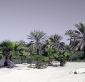 Jebel Ali Golf91