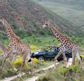 Jar-Gondwana-Private-Game-Reserve-36